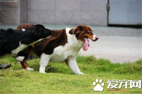 澳洲牧羊犬和边牧的区别 澳牧体形稍方边牧稍长