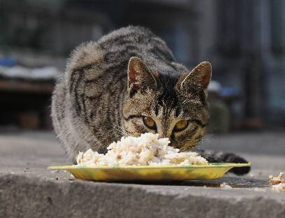 美士猫粮好不好 是适口性比较好的猫粮