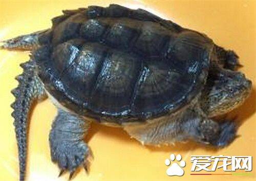 佛鳄龟怎么看公母 公龟的泄殖孔距腹甲较远