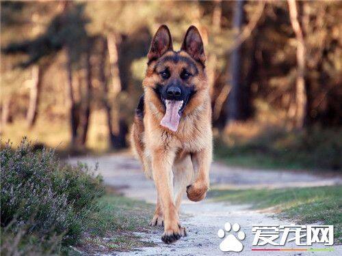 德国牧羊犬多大养合适 生产后30至第40天左右