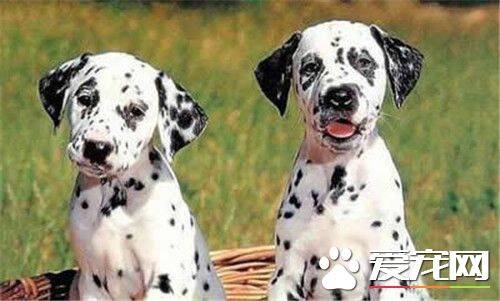 大麦町犬属什么犬种 以前被作为马车的护卫犬
