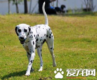 大麦町犬好不好 大麦町犬的介绍以及性格