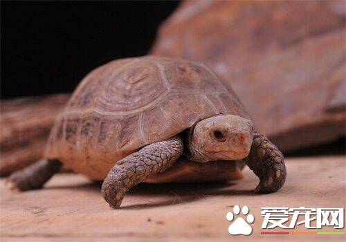 缅甸陆龟怎么过冬 何时开始准备陆龟冬眠