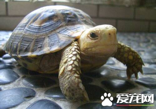 缅甸陆龟如何分公母 公龟腹甲凹陷母龟则平整