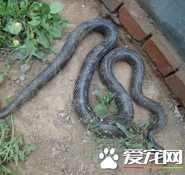 王锦蛇吃什么 王锦蛇幼蛇喂食的方法