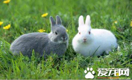 兔子是胎生吗 宠物兔子是胎生类动物