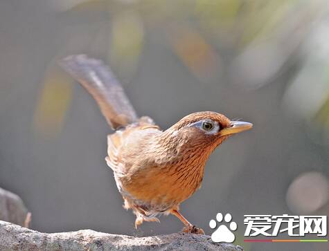 画眉鸟怕人怎么办 鸟尽量放在安静的地方