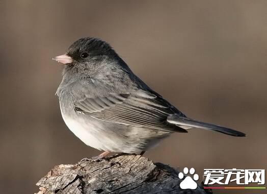 观赏鸟患了胰腺炎怎么办 以预防为主加强饲养