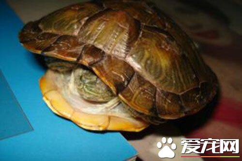 巴西红耳龟吃多少 巴西红耳龟不建议食用的东西