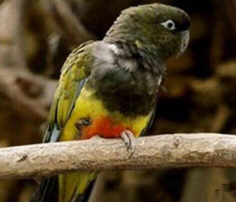 巴塔哥尼亚锥尾鹦鹉吃什么 该鸟十分吵杂