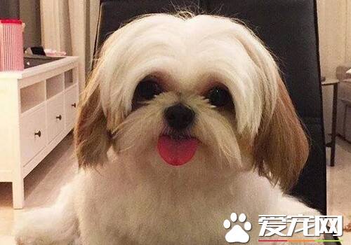 西施犬狗排名 最受欢迎宠物狗排名第九