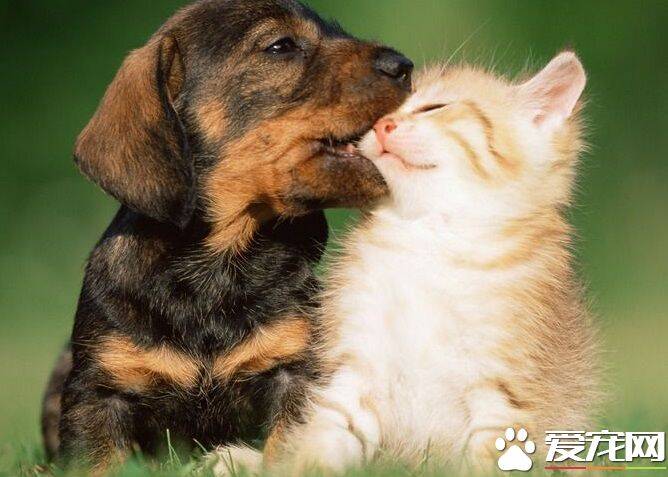 狗为什么咬猫 两种动物生活习性不同