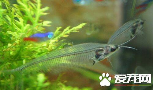 玻璃猫鱼的饲养 采用经晾处理10～15天的老水