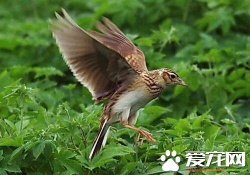 养鸟养什么鸟好 初次养鸟者选养什么鸟比较好