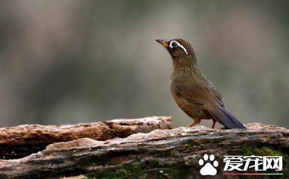 画眉鸟胆小怎么办  首先要掌握它的习性和特点