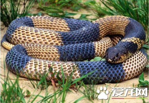 宠物蛇的习性 一定要保证蛇能健康的冬眠