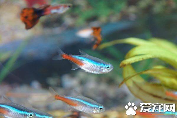红绿灯鱼繁殖 需要使用极软的蒸馏水来繁殖