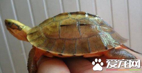 金钱龟是水龟吗 金钱龟是属于水龟的