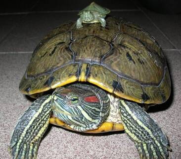 密西西比红耳龟怎么养 饲养比较简单