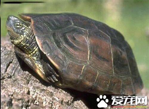 养中华草龟放多少水 养中华草龟对水质的要求