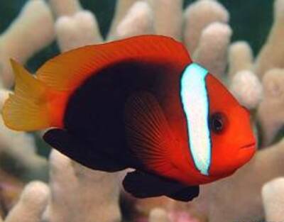 黑红小丑吃什么 该鱼属杂食性动物