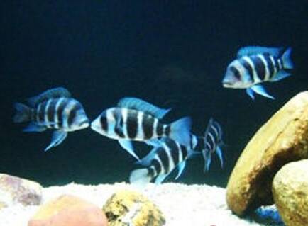 皇冠六间鱼怎么繁殖 人工繁殖困难