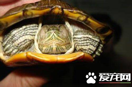 巴西红耳龟的天敌 巴西龟是著名的生态入侵物种