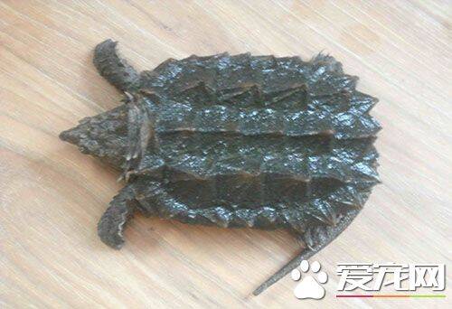 鳄龟是不是保护动物 首先先了解一下什么是鳄龟