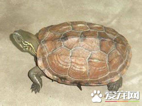 乌龟怎样看年龄 年轮可以判断乌龟的年龄