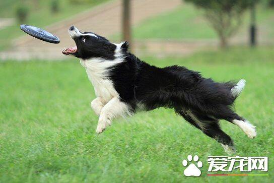 怎么训练狗飞盘 接飞盘的技术及要领