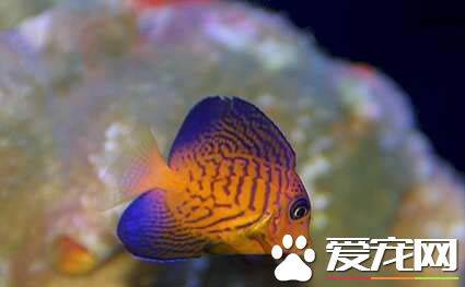 夏威夷吊好养吗 要选择280升以上水族箱饲养