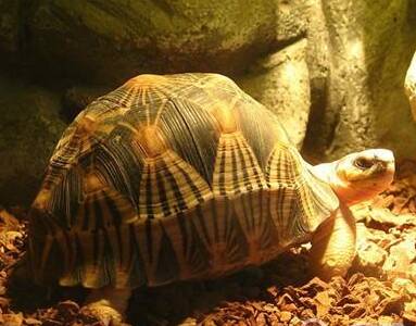 辐射陆龟生活环境 湿度较低的干燥环境