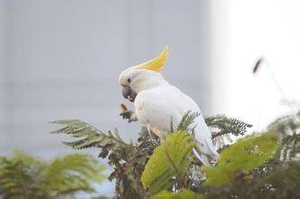 小葵花凤头鹦鹉多少钱一只 3千-1万不等