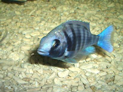 蓝宝石鱼吃什么 该鱼主食是动物性饲料
