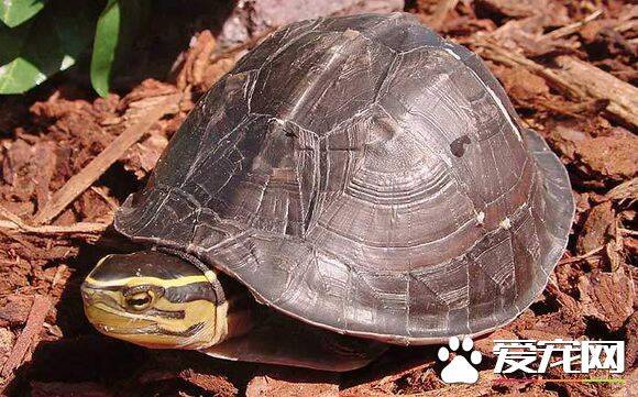安布闭壳龟的室内饲养 冬季6天彻底换一次水