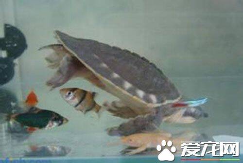 猪鼻龟能养多大 背甲的长度一般可达46-51厘米
