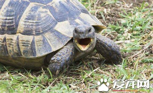 乌龟夏天怎么养 夏天要注意预防缸里生长水藻