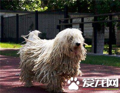 可蒙犬凶吗 可蒙犬对主人一点也不凶