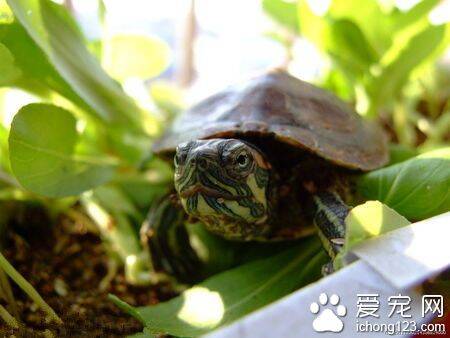 乌龟冬眠醒来怎么办 勿需担心正常饲养即可