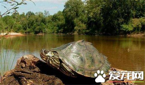 养龟要用什么水 养龟的最佳饲养环境