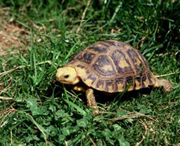 缅甸陆龟怎么养 缅甸陆龟是素食性动物