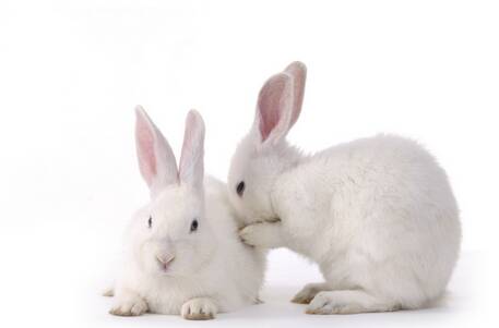 如何喂养兔子 不同年龄的兔子的食谱