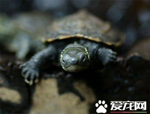 中华草龟繁殖 中华草龟繁殖如何择龟