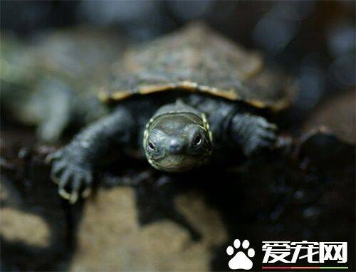 中华草龟繁殖 中华草龟繁殖如何择龟