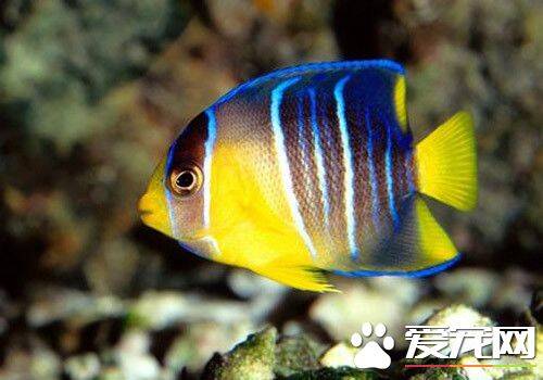 什么热带鱼好养 十种常见的好养热带鱼
