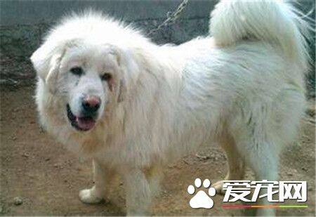 成年大白熊犬的体重 大白熊犬体重40到150公斤