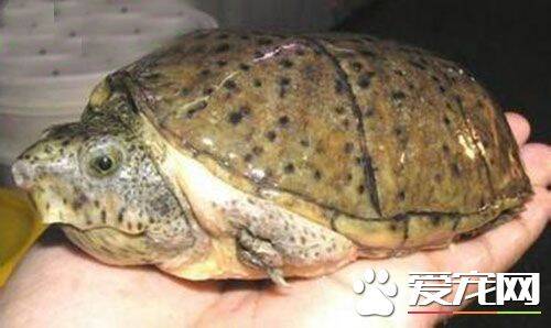 麝香龟冬眠 麝香龟会进入水底污泥中冬眠