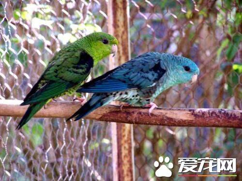 横斑鹦鹉的饲养 可以为其喷洒少量的水