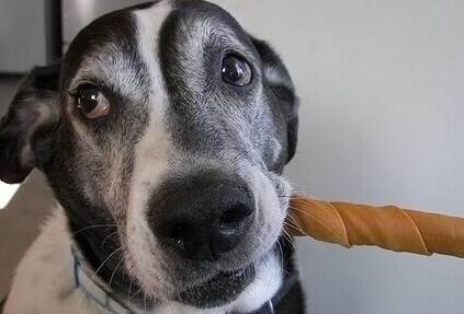 狗狗磨牙棒那种好 挑选磨牙棒的技巧