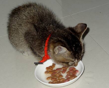 福摩猫粮哪个口味好 这种猫粮适口性不错